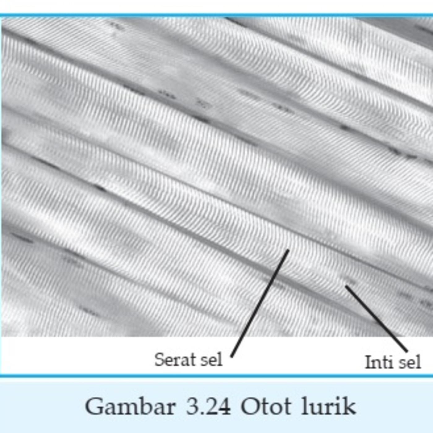 Detail Gambar Jaringan Hewan Nomer 40