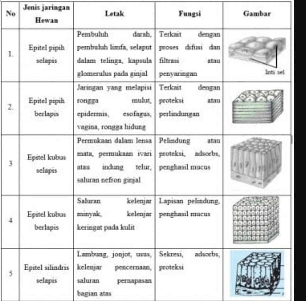 Detail Gambar Jaringan Hewan Nomer 45