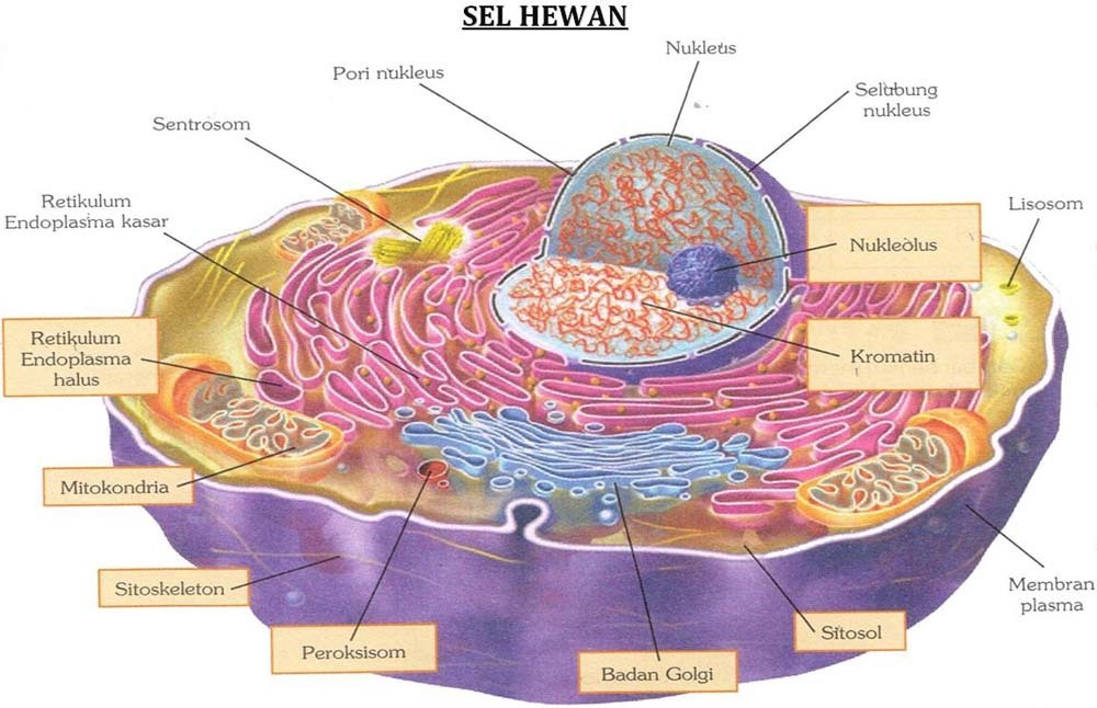 Detail Gambar Jaringan Hewan Nomer 50