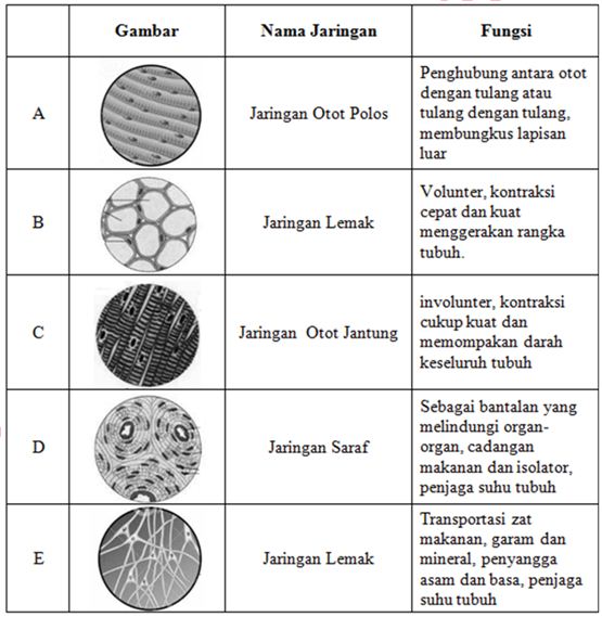 Detail Gambar Jaringan Hewan Nomer 9