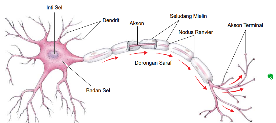 Detail Gambar Jaringan Hewan Nomer 10