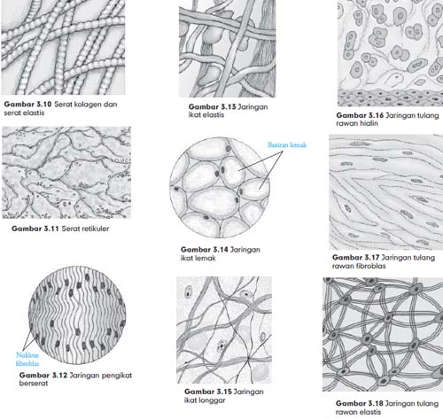 Detail Gambar Jaringan Ikat Pada Hewan Nomer 3