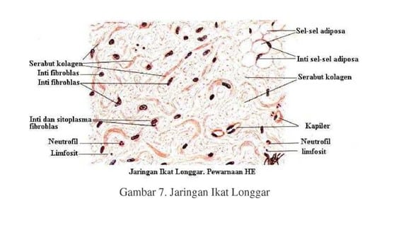 Detail Gambar Jaringan Ikat Pada Hewan Nomer 21