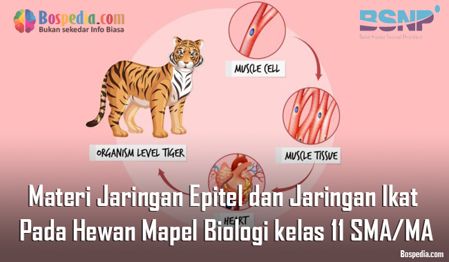 Detail Gambar Jaringan Ikat Pada Hewan Nomer 47