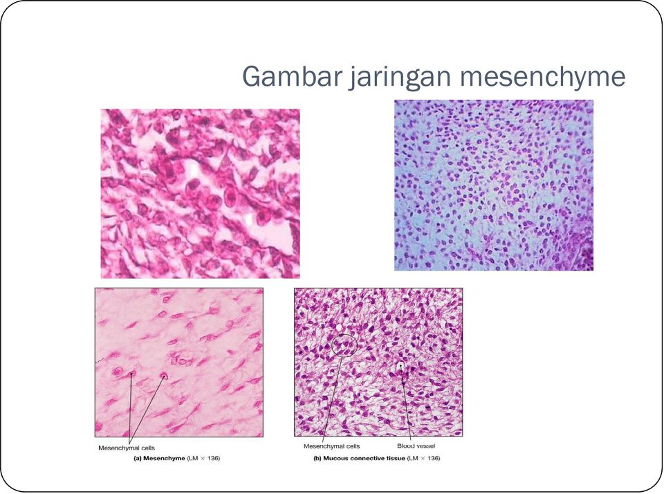 Detail Gambar Jaringan Ikat Pada Hewan Nomer 51