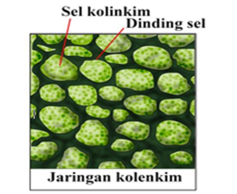 Detail Gambar Jaringan Kolenkim Nomer 16