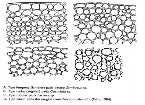 Detail Gambar Jaringan Kolenkim Nomer 7