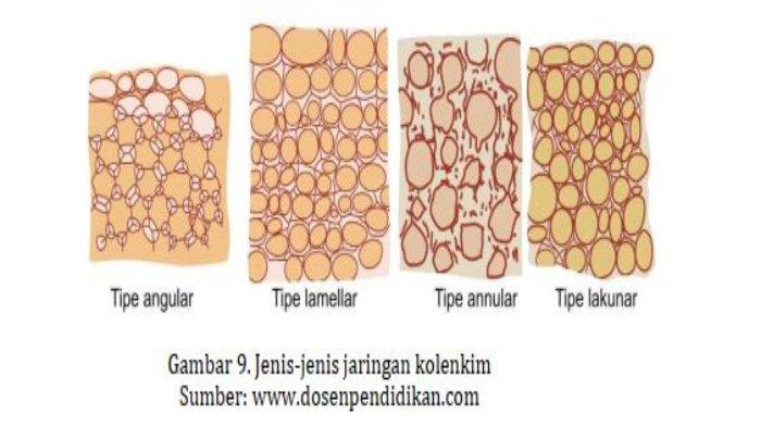 Detail Gambar Jaringan Kolenkim Nomer 49