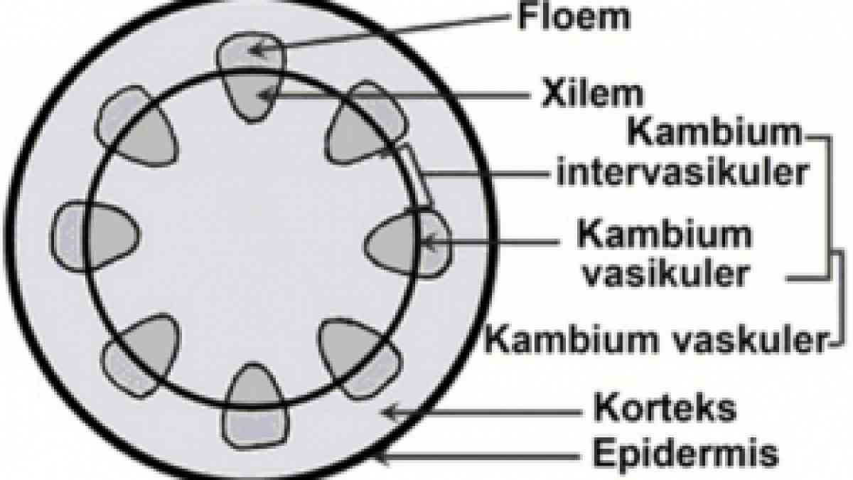 Gambar Jaringan Korteks - KibrisPDR