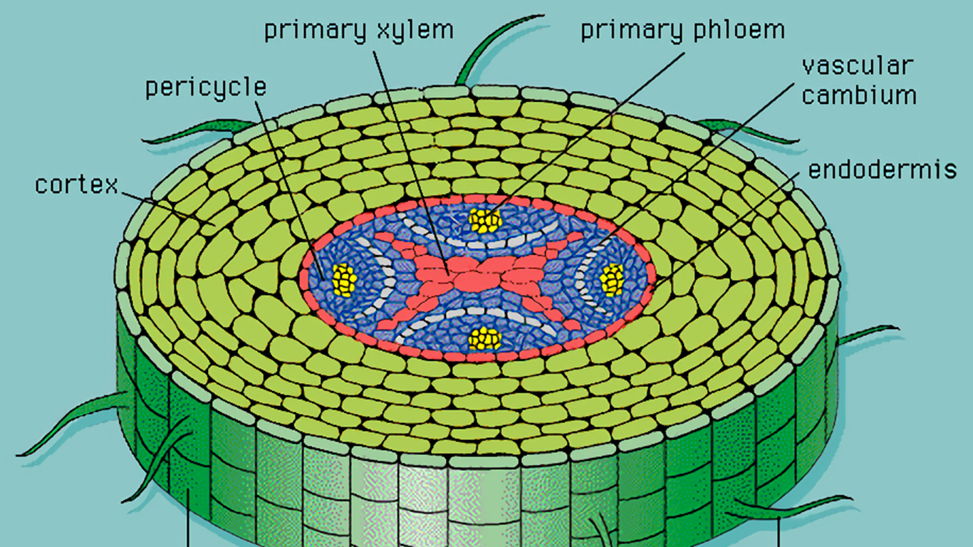 Detail Gambar Jaringan Korteks Nomer 4