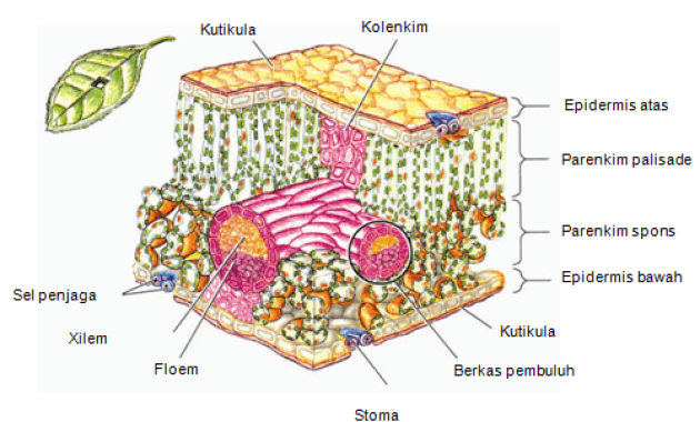 Detail Gambar Jaringan Korteks Nomer 34