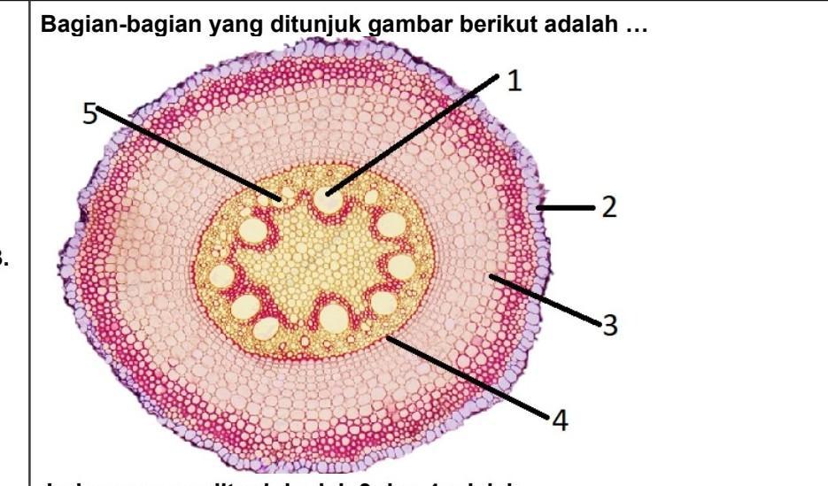 Detail Gambar Jaringan Korteks Nomer 43