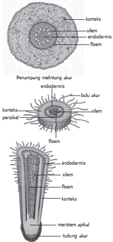 Detail Gambar Jaringan Korteks Nomer 49