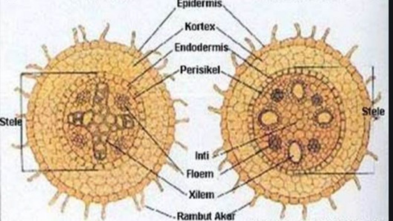 Detail Gambar Jaringan Korteks Nomer 8