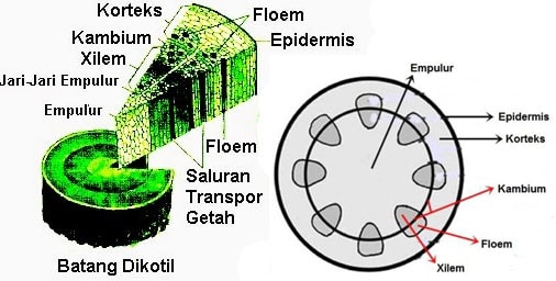 Detail Gambar Jaringan Korteks Nomer 10