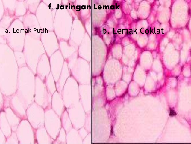 Detail Gambar Jaringan Lemak Nomer 24