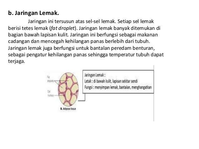 Detail Gambar Jaringan Lemak Nomer 45