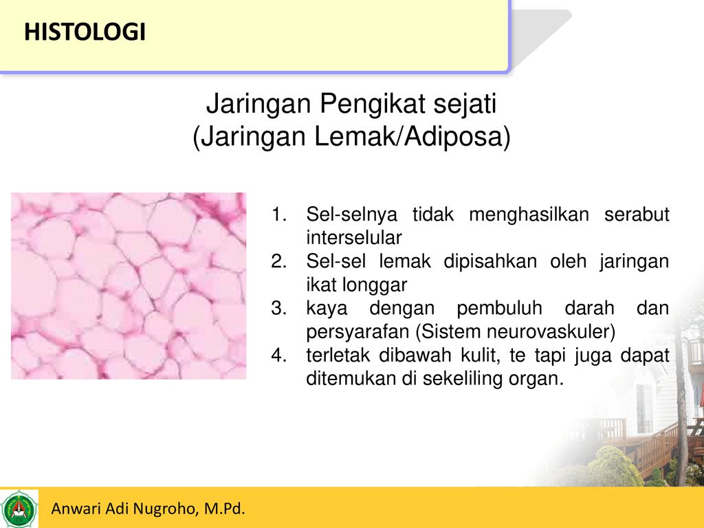 Detail Gambar Jaringan Lemak Nomer 46