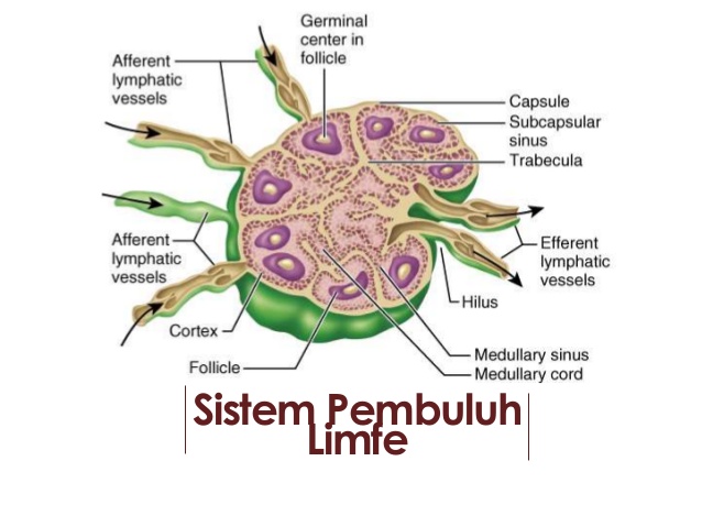 Detail Gambar Jaringan Limfa Nomer 23