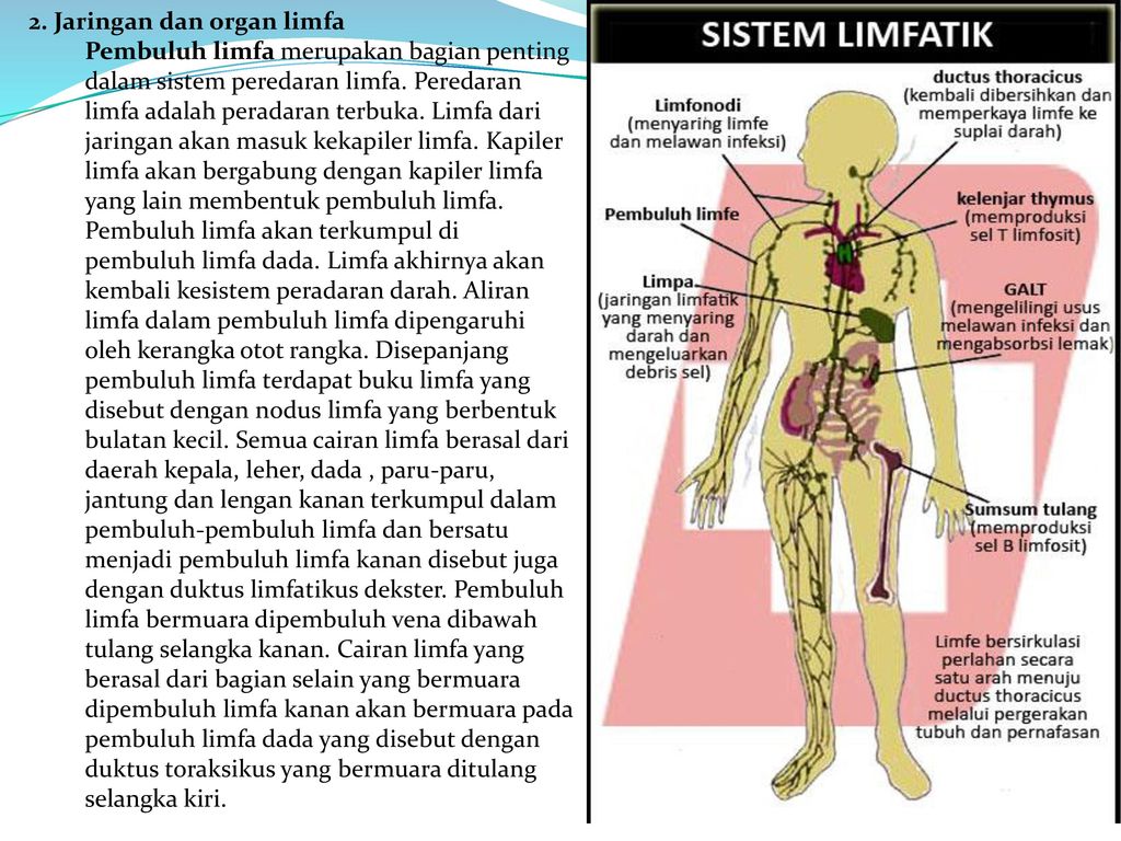 Detail Gambar Jaringan Limfa Nomer 29