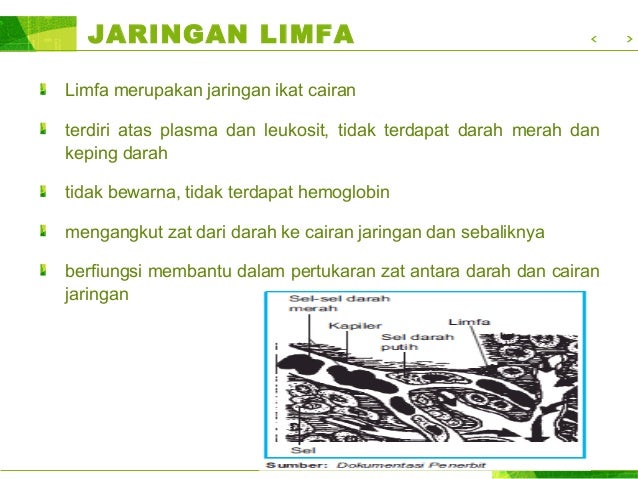 Detail Gambar Jaringan Limfa Nomer 46