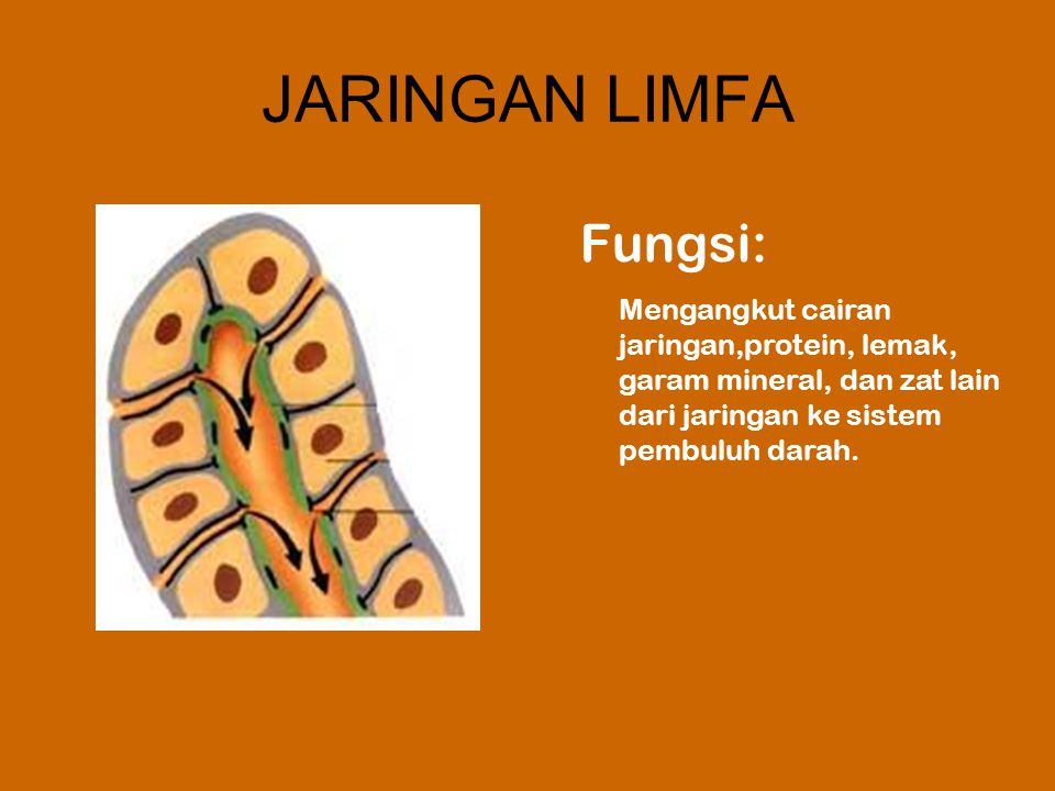 Detail Gambar Jaringan Limfa Nomer 8