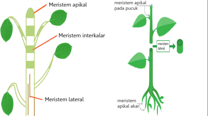 Detail Gambar Jaringan Meristem Apikal Nomer 2