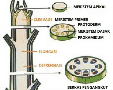 Detail Gambar Jaringan Meristem Apikal Nomer 12