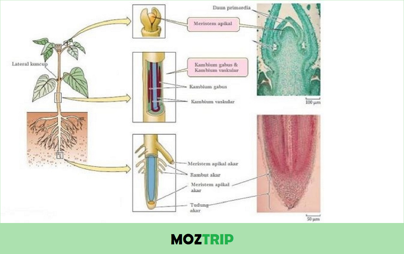 Detail Gambar Jaringan Meristem Apikal Nomer 16