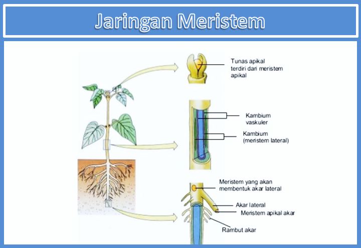 Detail Gambar Jaringan Meristem Apikal Nomer 17