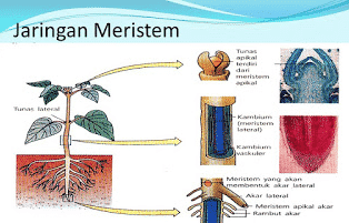 Detail Gambar Jaringan Meristem Apikal Nomer 19