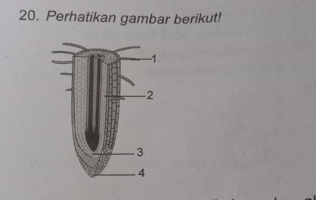 Detail Gambar Jaringan Meristem Apikal Nomer 20