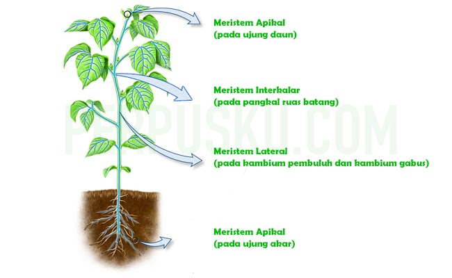 Detail Gambar Jaringan Meristem Apikal Nomer 22