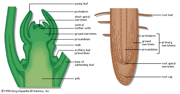 Detail Gambar Jaringan Meristem Apikal Nomer 24