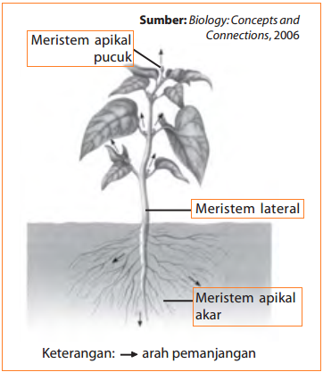 Detail Gambar Jaringan Meristem Apikal Nomer 28