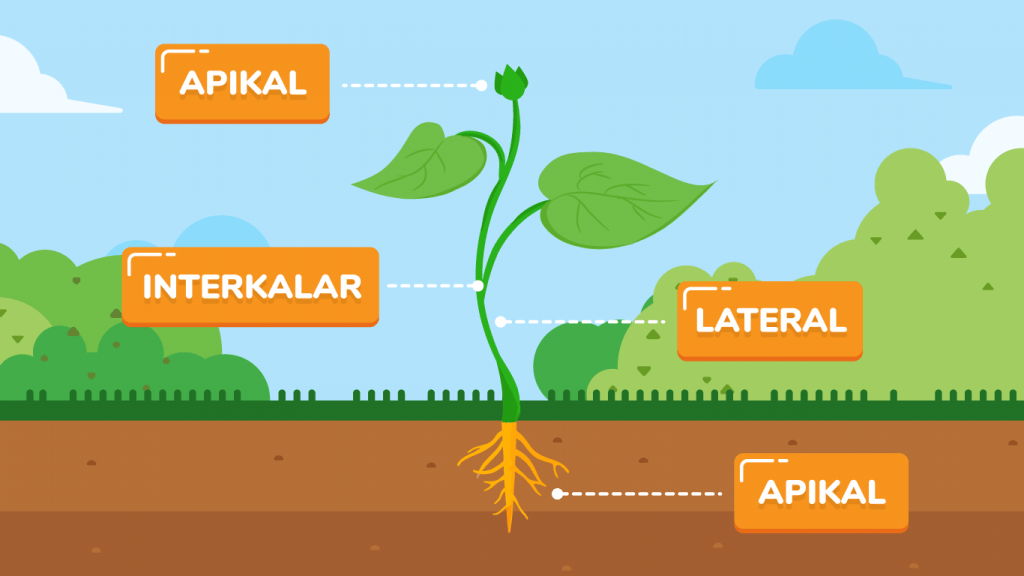 Detail Gambar Jaringan Meristem Apikal Nomer 29