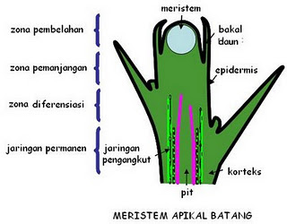 Detail Gambar Jaringan Meristem Apikal Nomer 31