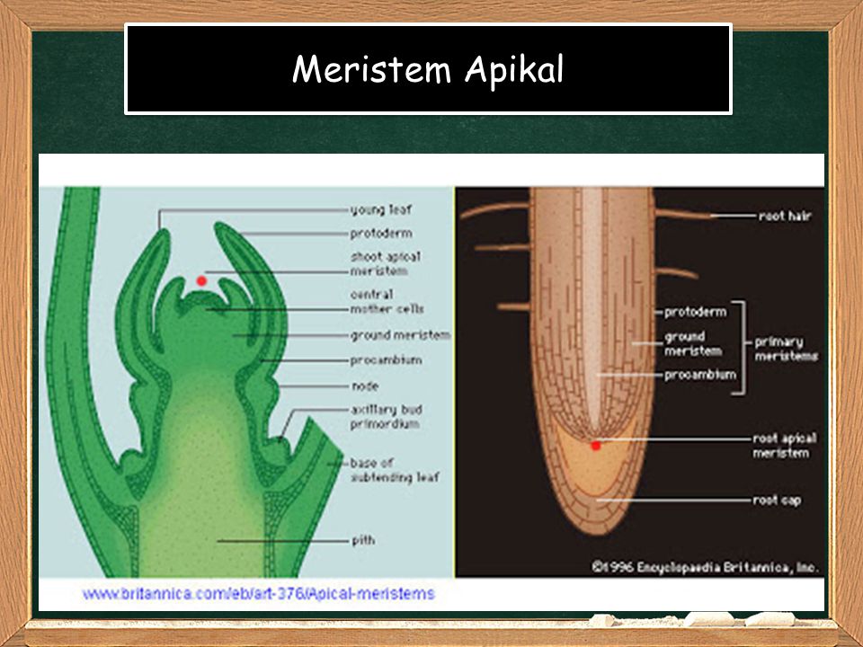 Detail Gambar Jaringan Meristem Apikal Nomer 32