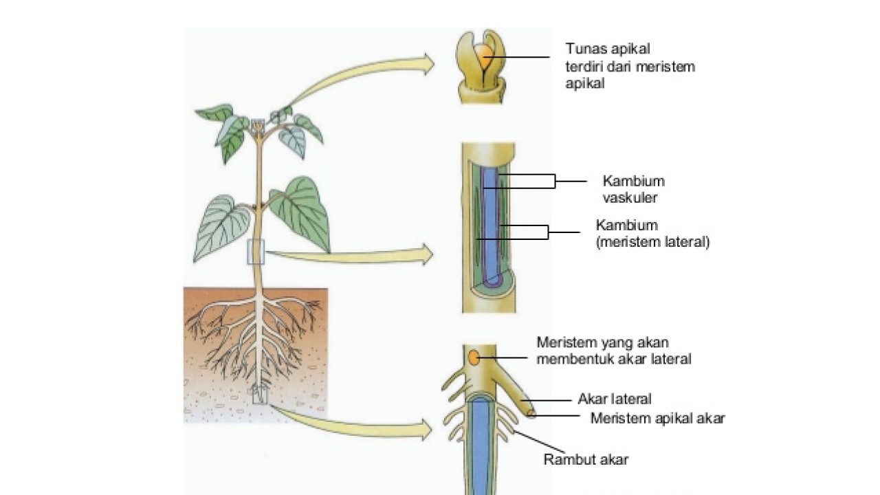 Detail Gambar Jaringan Meristem Apikal Nomer 33