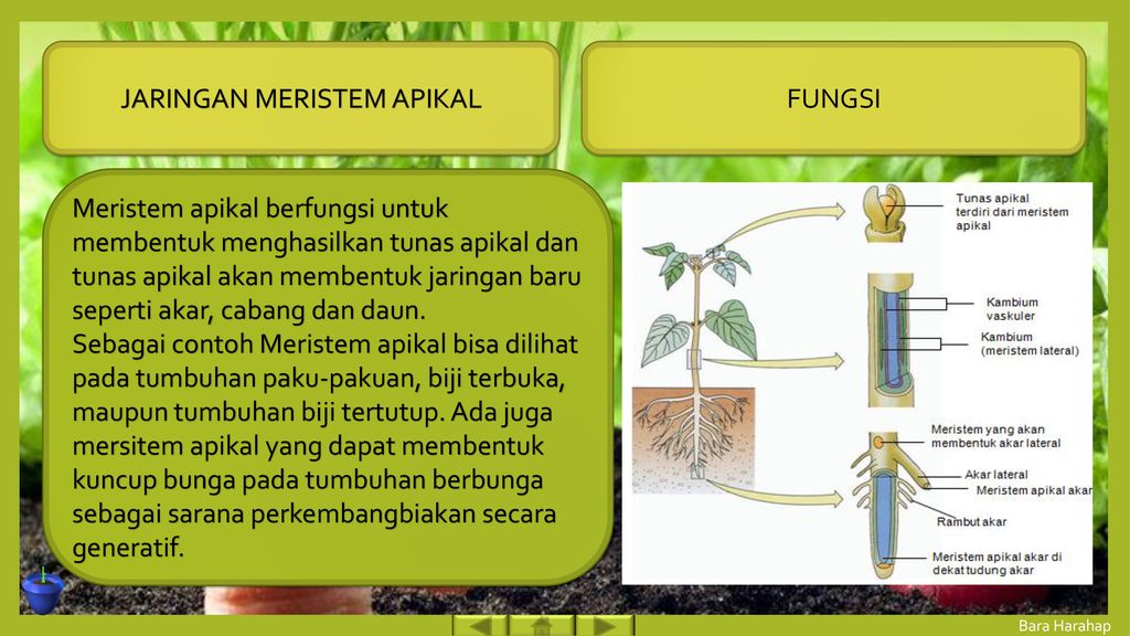 Detail Gambar Jaringan Meristem Apikal Nomer 35