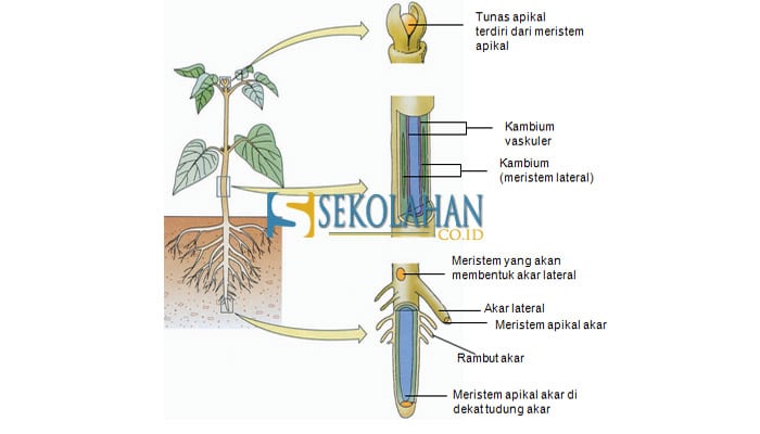 Detail Gambar Jaringan Meristem Apikal Nomer 36