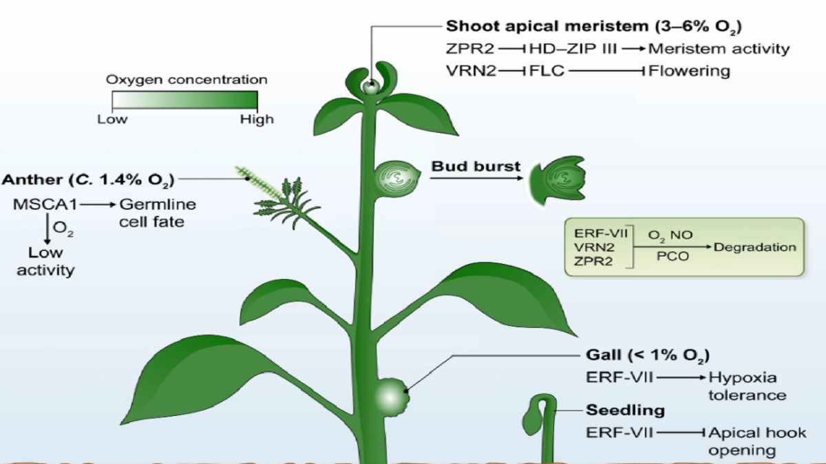 Detail Gambar Jaringan Meristem Apikal Nomer 40