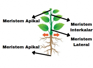 Detail Gambar Jaringan Meristem Apikal Nomer 41