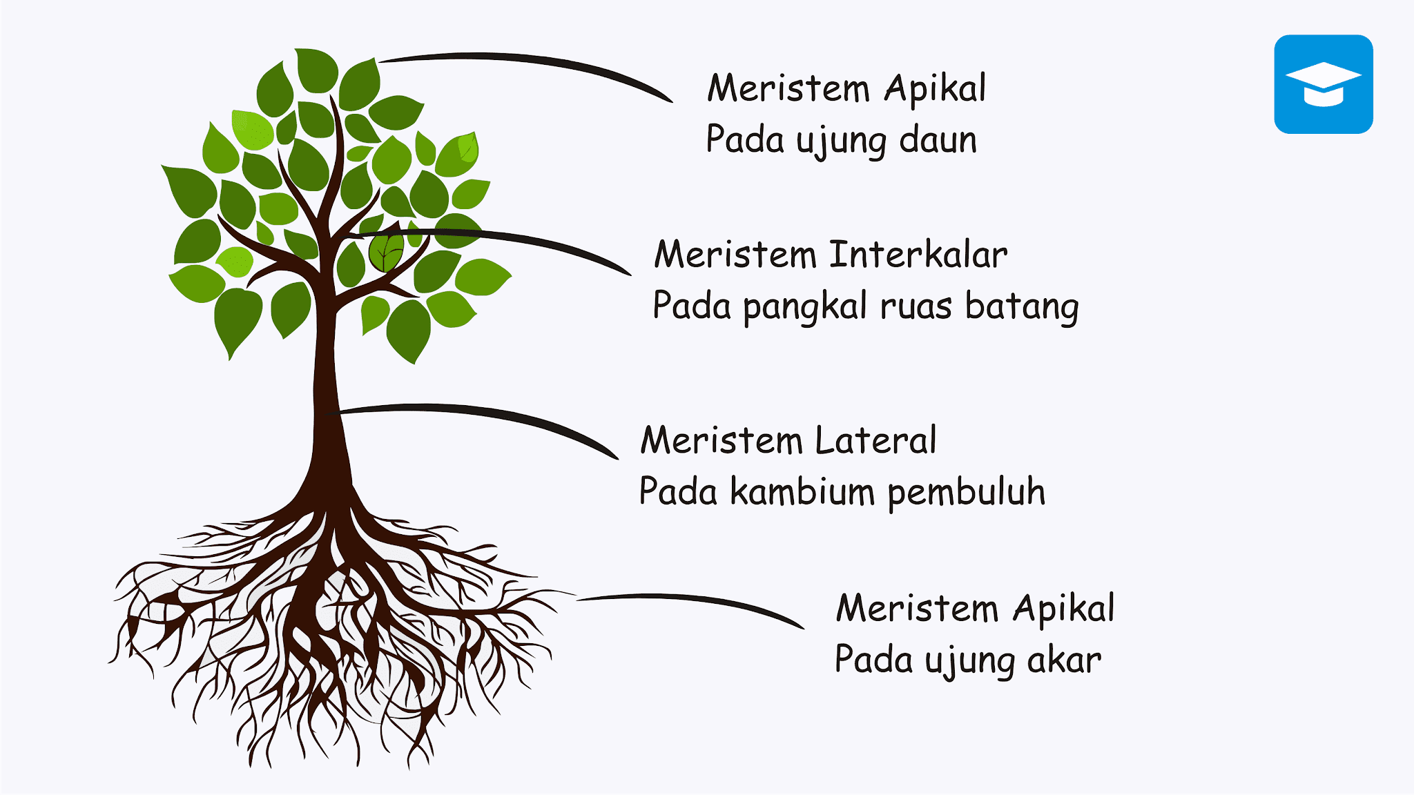 Detail Gambar Jaringan Meristem Apikal Nomer 44