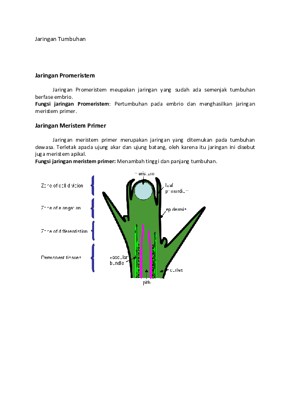 Detail Gambar Jaringan Meristem Apikal Nomer 46
