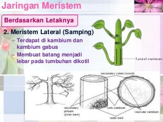 Detail Gambar Jaringan Meristem Apikal Nomer 47