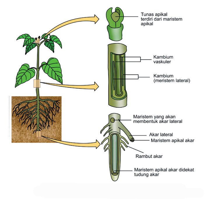 Detail Gambar Jaringan Meristem Apikal Nomer 6