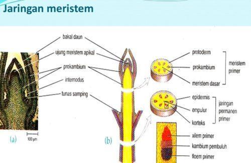 Detail Gambar Jaringan Meristem Apikal Nomer 53