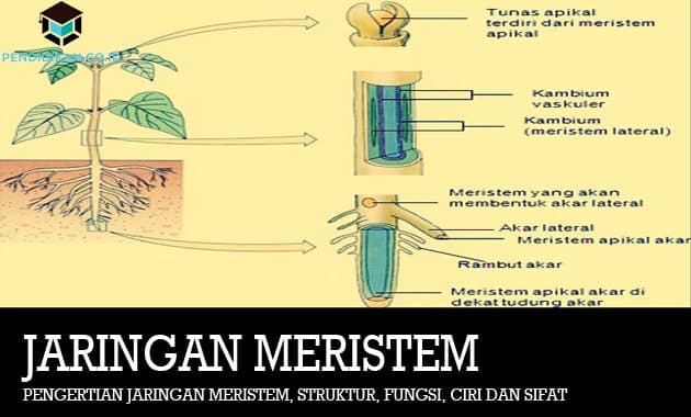 Detail Gambar Jaringan Meristem Apikal Nomer 54