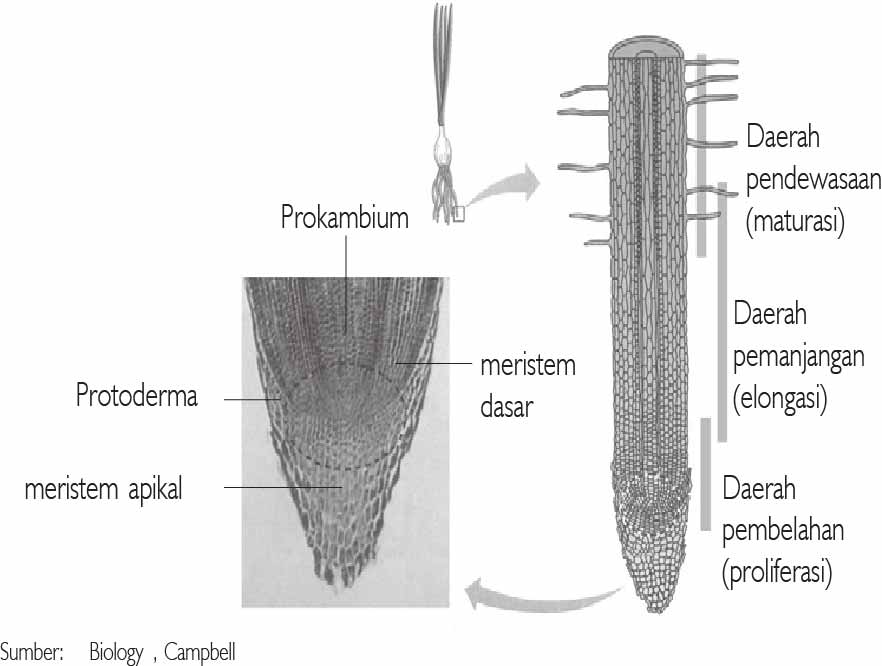 Detail Gambar Jaringan Meristem Apikal Nomer 56